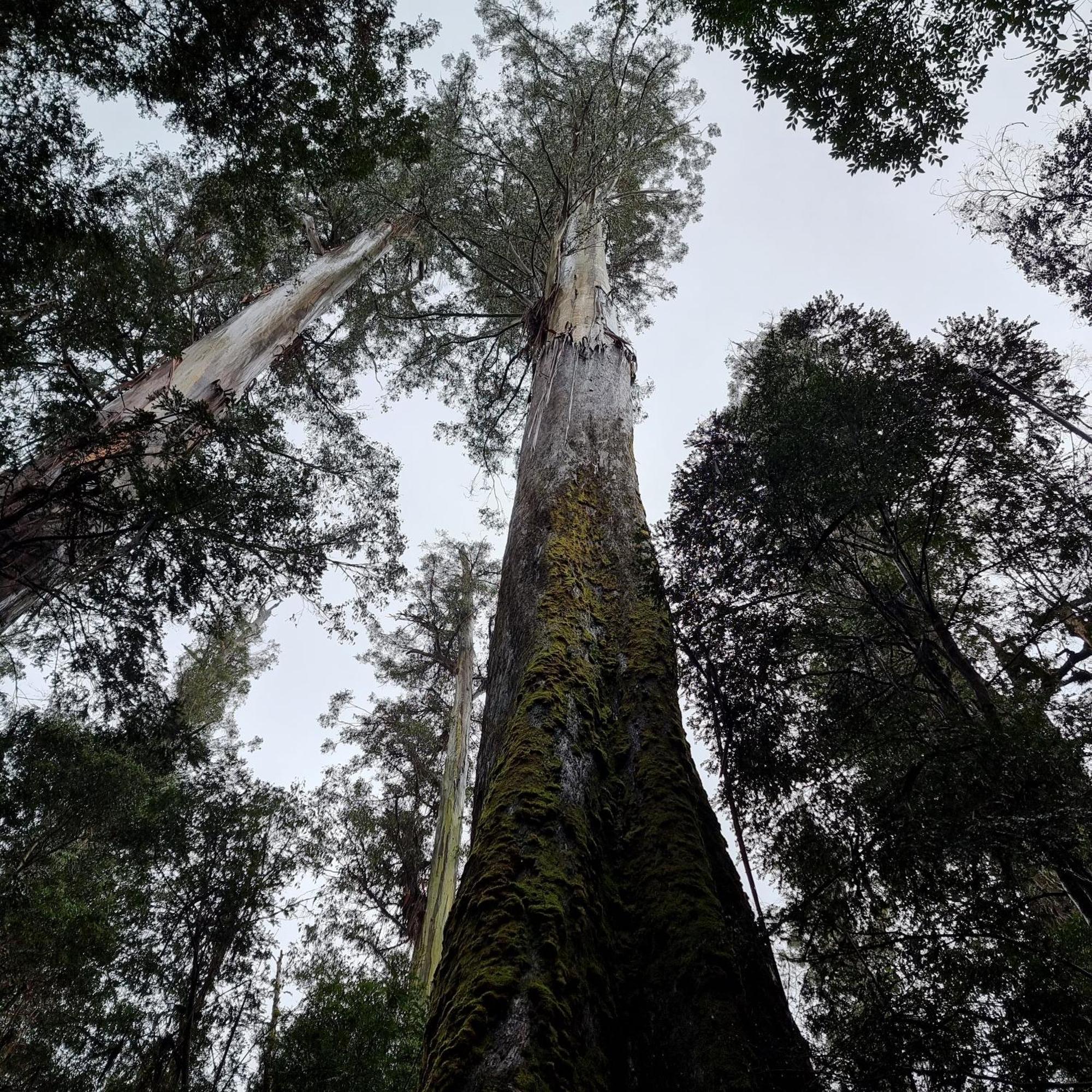 Russell Falls Holiday Cottages National Park エクステリア 写真